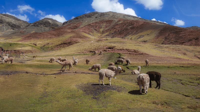 Hiring a Guide Worth the Extra Cost